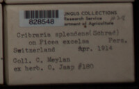 Image Associated With the Occurence